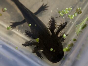 Saving the axolotl from extinction