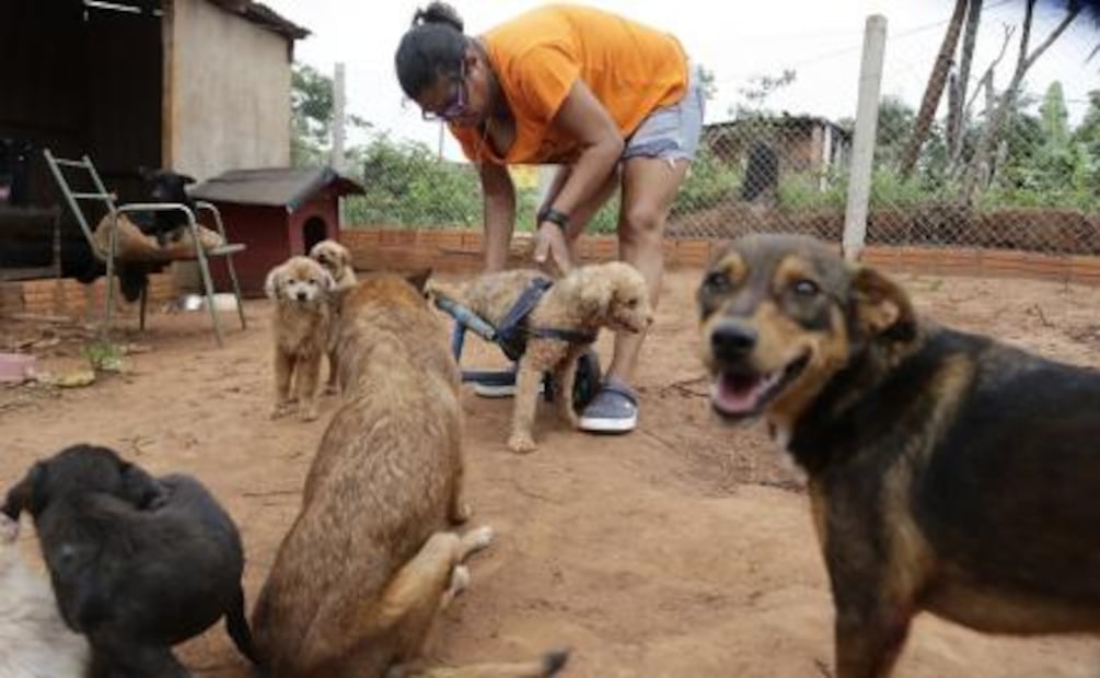 Mujer crea sillas de ruedas con basura para perros discapacitados en Paraguay
