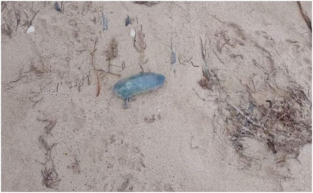 Los pescadores aseguran que los avistamientos fueron hechos sobre la arena en playa de Chabihau, Yucatán (6/12/2024). Foto: Especial