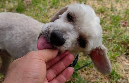 Croquetón 2023: ¿Quieres ayudar a los lomitos sin hogar? Te decimos dónde donarles un poco de amor