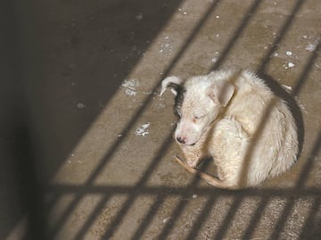 Buscan en Morelos a sujeto por cometer crueldad animal contra perros y gatos