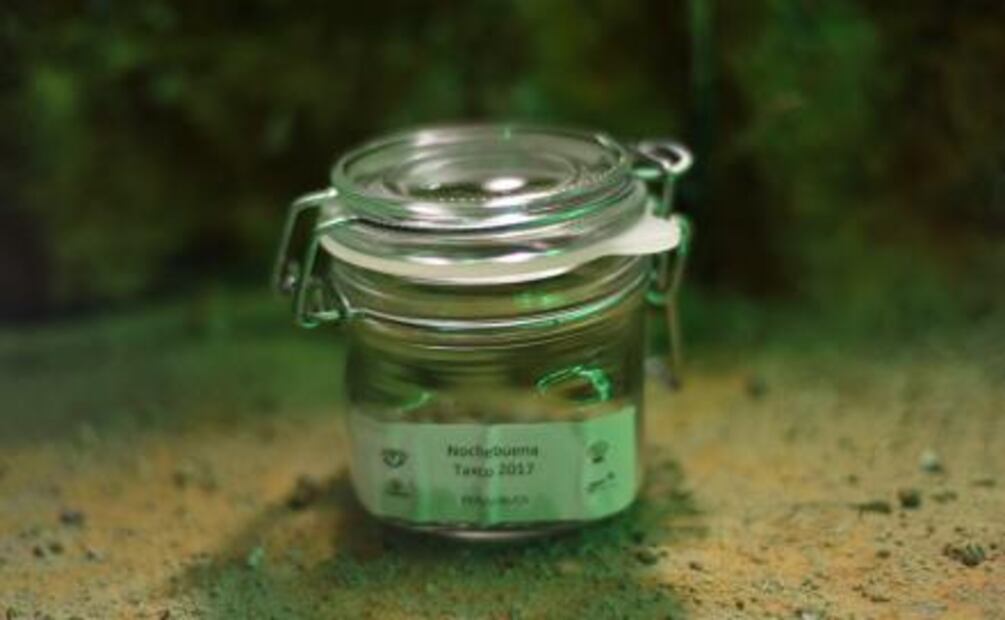 Cuetlaxóchitl, la flor que EU secuestró 