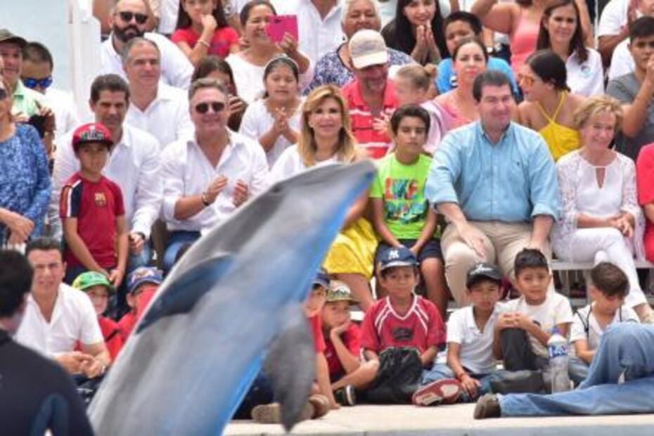 Reiniciarán terapias con delfines para niños con discapacidad en Sonora