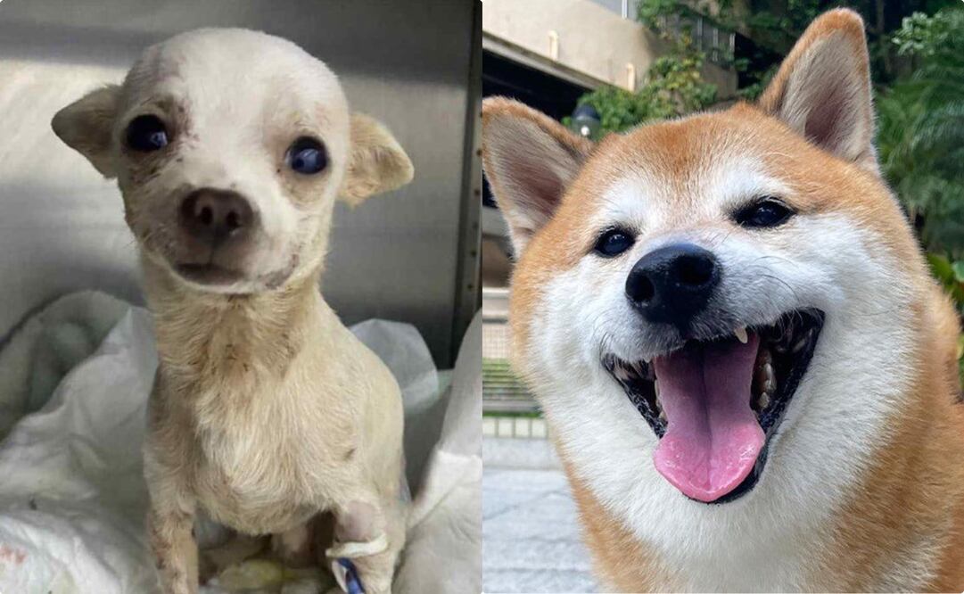 Perritos que fallecieron este 2023. Foto: Tomada de redes