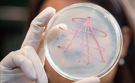 Las bacterias mueren pronto cuando crecen más rápido