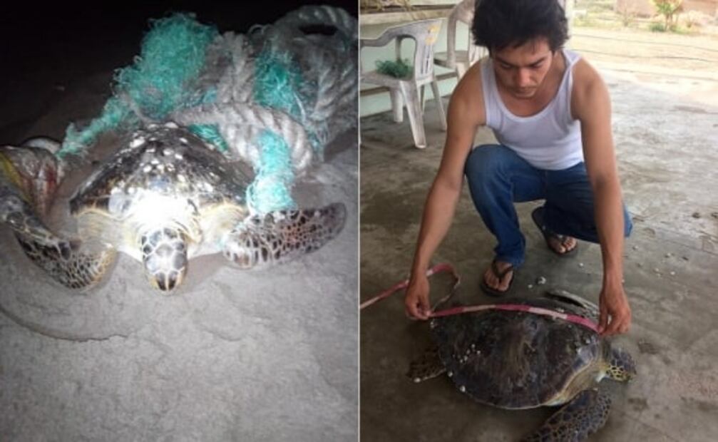 Rescatan una tortuga prieta en playas de Sinaloa