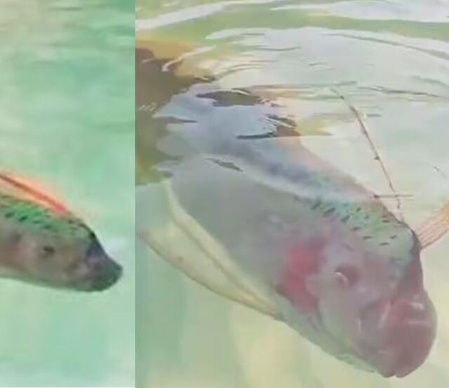 Pez remo sorprende en playas de Baja California y se viraliza; ¿por qué lo asocian con el fin del mundo?