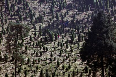 Listos para vender, 8 mil pinos navideños en el Ajusco