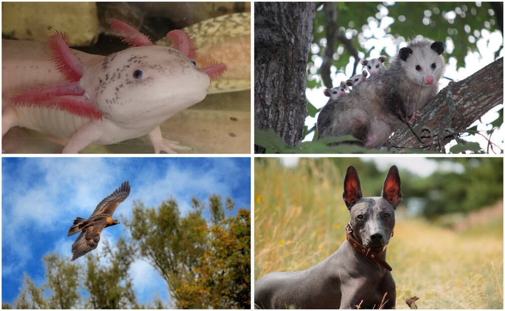 El tlacuache, el ajolote, el águila real y el xoloitzcuintle son algunas de las especies más emblemáticas del país. Foto: Canva