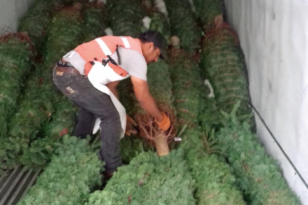Los inspectores recolectaron las muestras de los insectos vivos para su envío al laboratorio de la Dirección de Gestión Forestal de la Semarnat. (ROBERTO AGUILAR. EL UNIVERSAL)