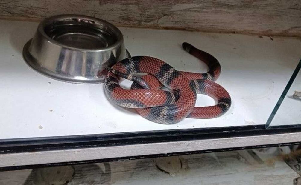 Profepa asegura 15 ejemplares de vida silvestre. Foto: Especial