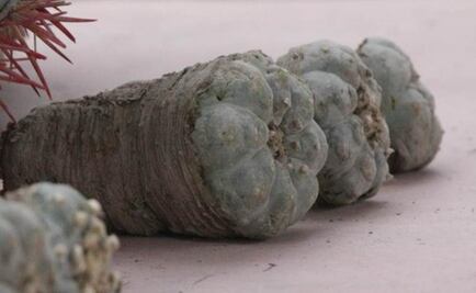 Five men arrested with 48 kilos of peyote