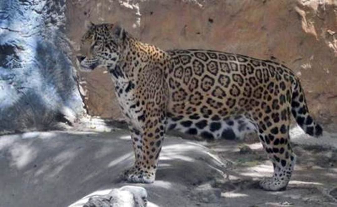 (Foto: Profepa)