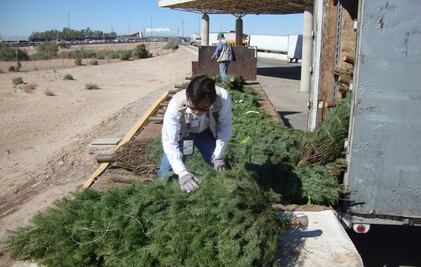 Inicia verificación e inspección de árboles de navidad