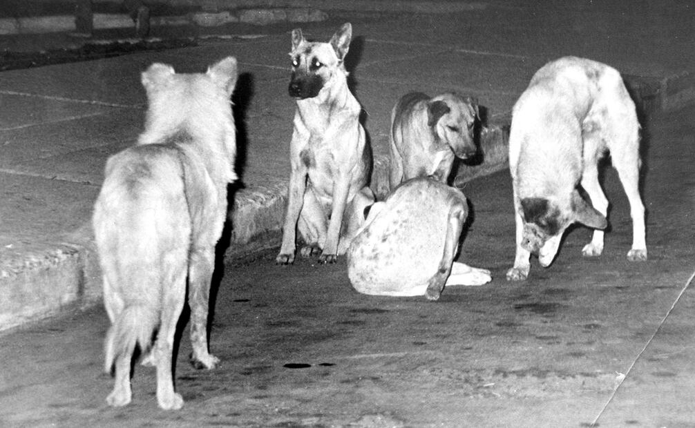 Los perros callejeros son los más susceptibles al contagio de enfermedades, convirtiéndose en los más comunes transmisores del virus de la rabia hacia los humanos. La vacuna Pasteur y sus variantes garantizan una barrera contra el desarrollo de síntomas rabiosos, pero los animales no siempre tuvieron acceso a la inmunización. Foto: Archivo EL UNIVERSAL.