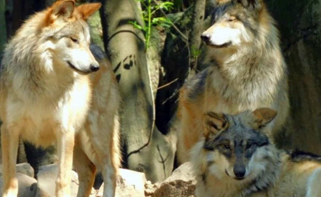 Los ejemplares de lobo mexicano nacieron el pasado 24 de abril del 2021 Foto: Especial 