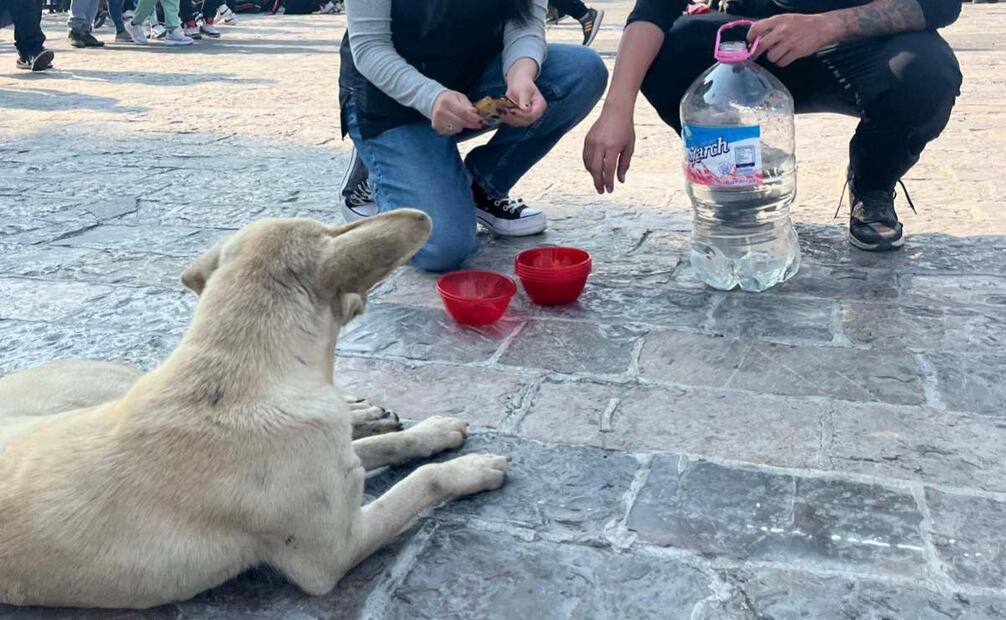 Los animales recibieron alimentos y agua (17/12/2024). Foto: Especial