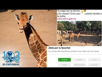 Lanzan convocatoria para nombrar a jirafa que nació en Zoológico de Chapultepec