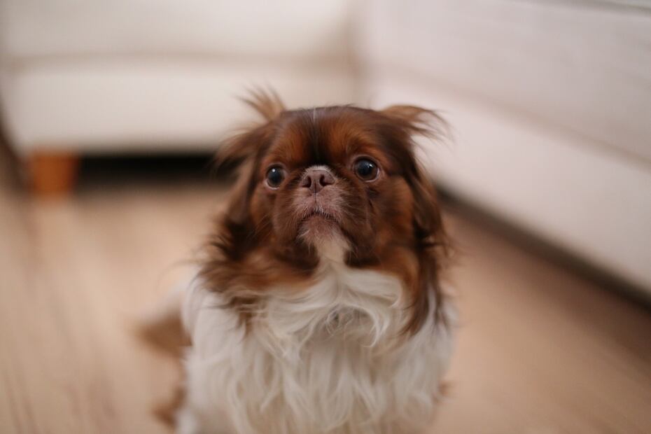 Perro con miedo. Fuente: Pixabay