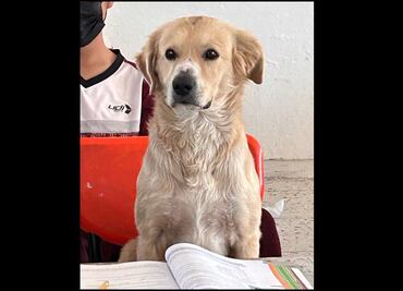 Un alumno muy perrón: lomito toma clases en secundaria de Durango