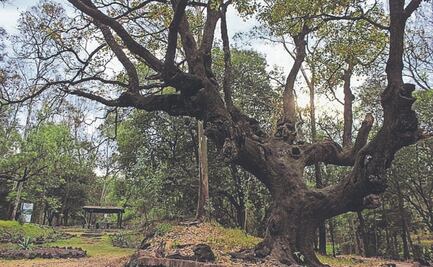 Licitan obras para la recuperación de bosques