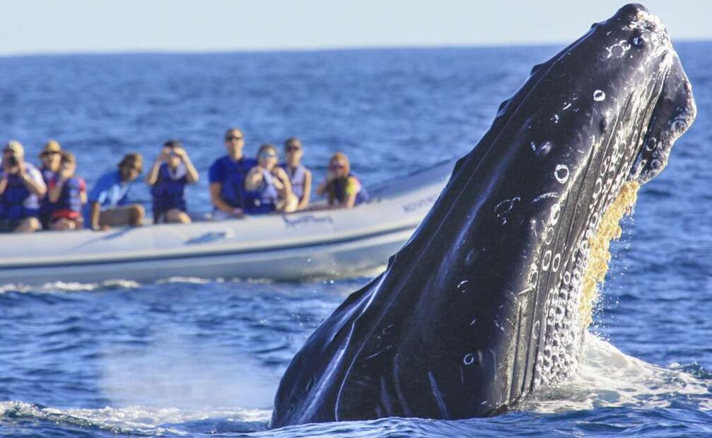 Ballena jorobada. Foto: Archivo EL UNIVERSAL