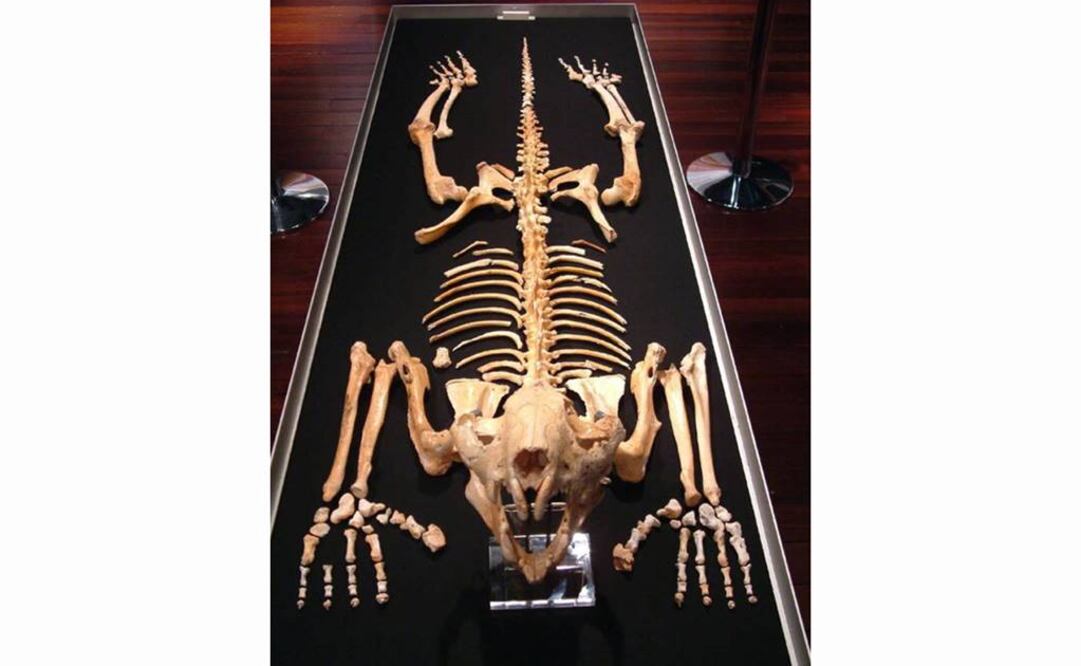 Poblaciones parecen ir hacia la extinción poco después de la ocupación humana. Foto: Archivo