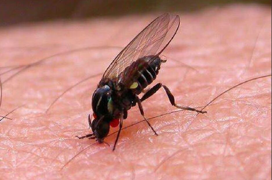 Picadura de insecto.
Foto: Especial