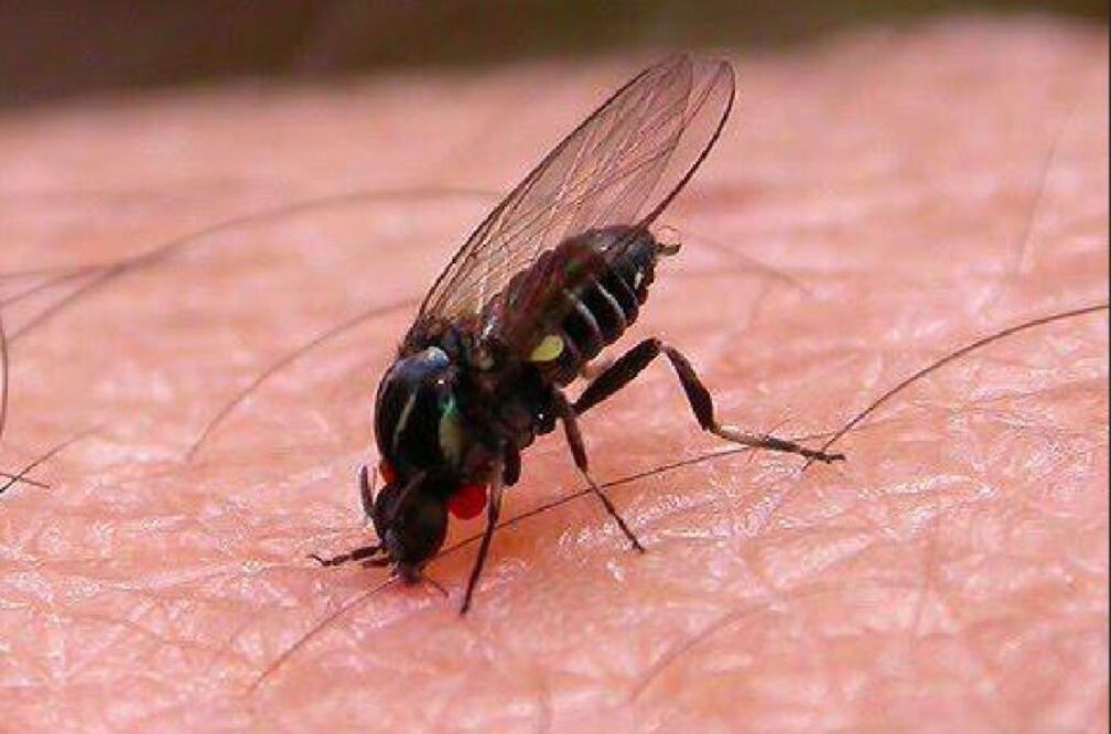 El Aedes aegypti es conocido como el mosquito de la fiebre amarilla, capaz de adaptarse a las temperaturas en su "entorno local" en medio del cambio climático a la hora de transmitir enfermedades. Foto: ARCHIVO EL UNIVERSAL