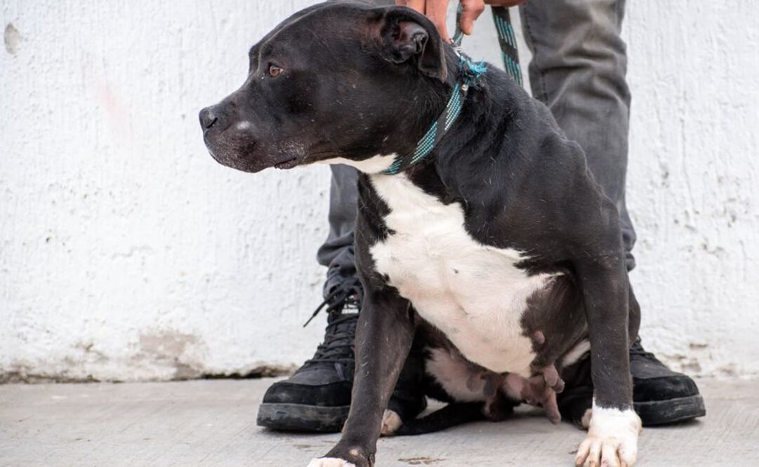 Perritos que esperan en el Centro de Bienestar Animal para recibir una segunda oportunidad. Foto: Especial