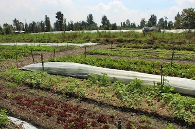 Proyecto presupuestal 2024 para el campo no impulsa autosuficiencia: CNA