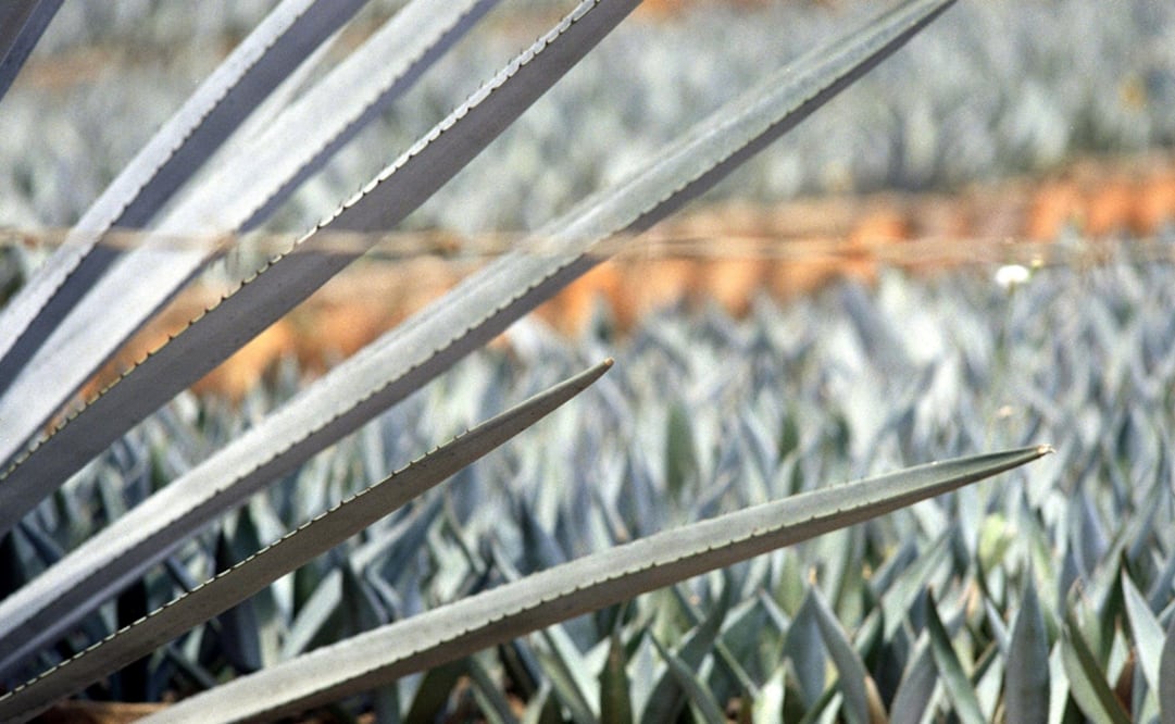 Tequila has now been included on a list of 31 geographical indications from countries outside the EU that benefit from the same protection accorded to European products - Photo: Arturo Campos/EL UNIVERSAL