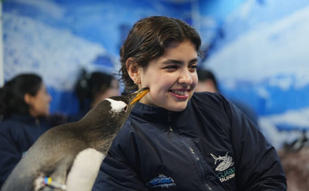 Descubre lo que incluye este encuentro con pingüinos en el Acuario Inbursa. Foto: Acuario Inbursa