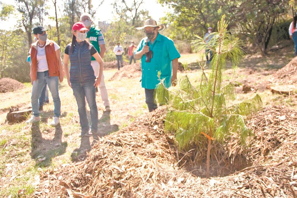 Claudia Sheinbaum recorrió el bosque de Chapultepec para ver los avances en la restauración ecológica. Foto: VICTORIA VALTERRA. CUARTOSCURO