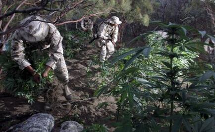 Legalize it? Mexican cartels' pot sales could go up in smoke 