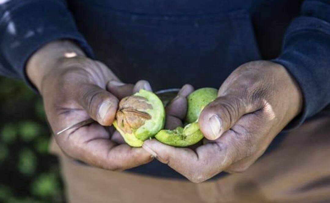 Nuez de castilla. Foto: Archivo