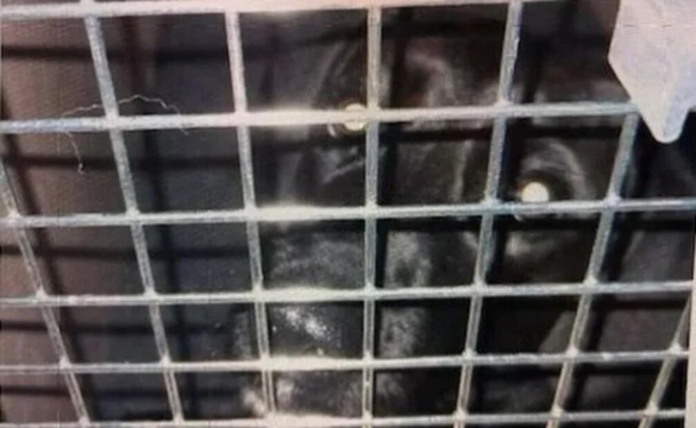Aerolínea envía por error a Arabia Saudí a una perrita que viajaba a EU y se hace viral