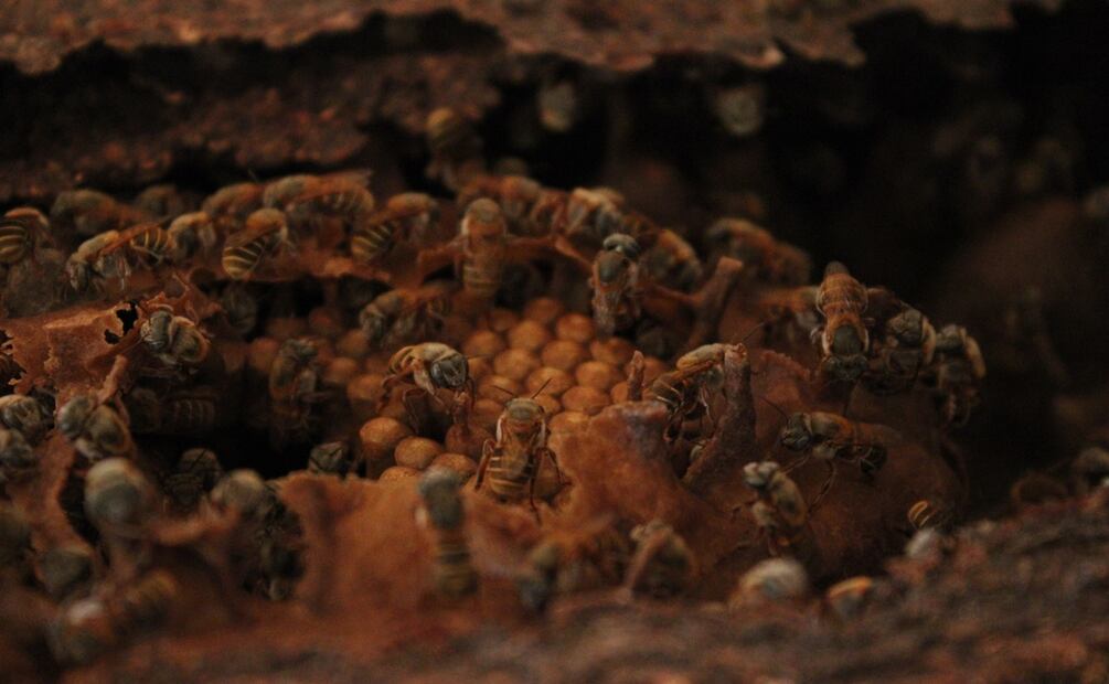 Muere niño luego de excesivo número de picaduras de abejas en los Mochis, Sinaloa. Foto: Alan Nájera / El Universal