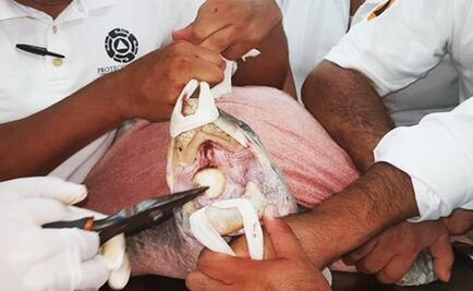 Extraen de la boca de una tortuga una cuchara de plástico que ponía en riesgo su vida