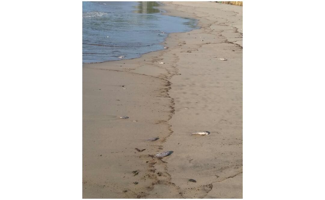 Exigen repoblar especies marinas en áreas afectadas por incendio en Salina Cruz