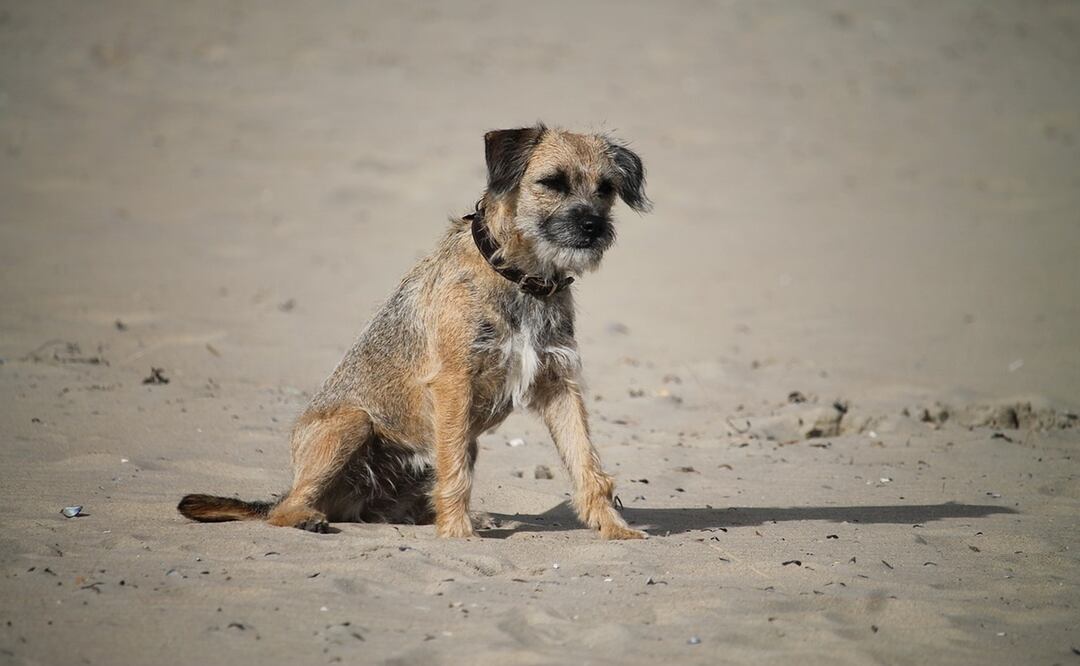 Lucky y de raza border terrier, pertenecía a una familia con residencia en el cantón de Berna. Foto: Pixabay
