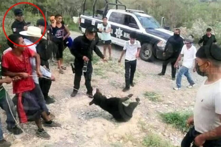 Suspenden a cinco policías por no impedir tortura y matanza de osezno en Coahuila  