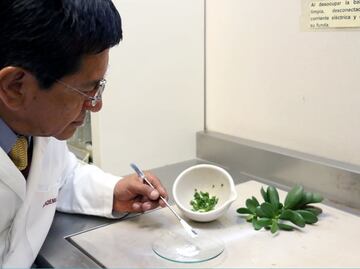 Investigador del IPN obtiene patente de anticonceptivo natural