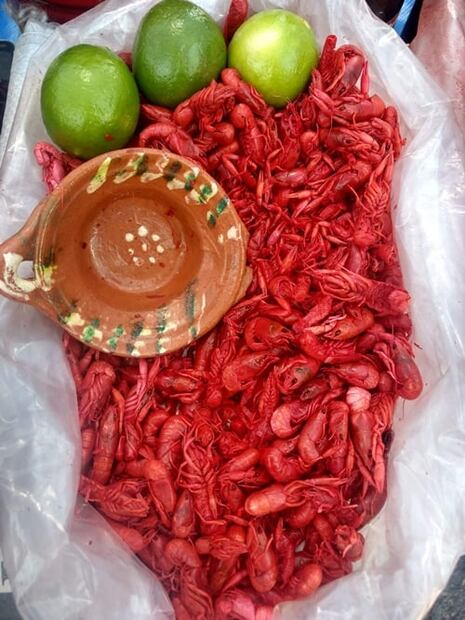 La importancia de incluir insectos a tu dieta