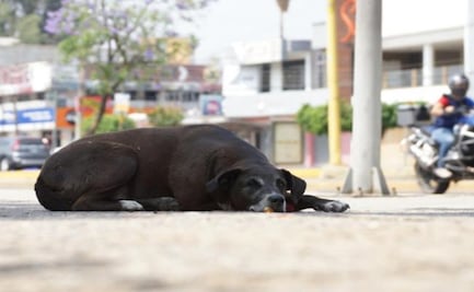 Congreso de la CDMX exige acabar con el abandono de perros y gatos por crisis económica 