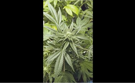 Aprueban ley para el consumo y cultuvo de cannabis en Canberra