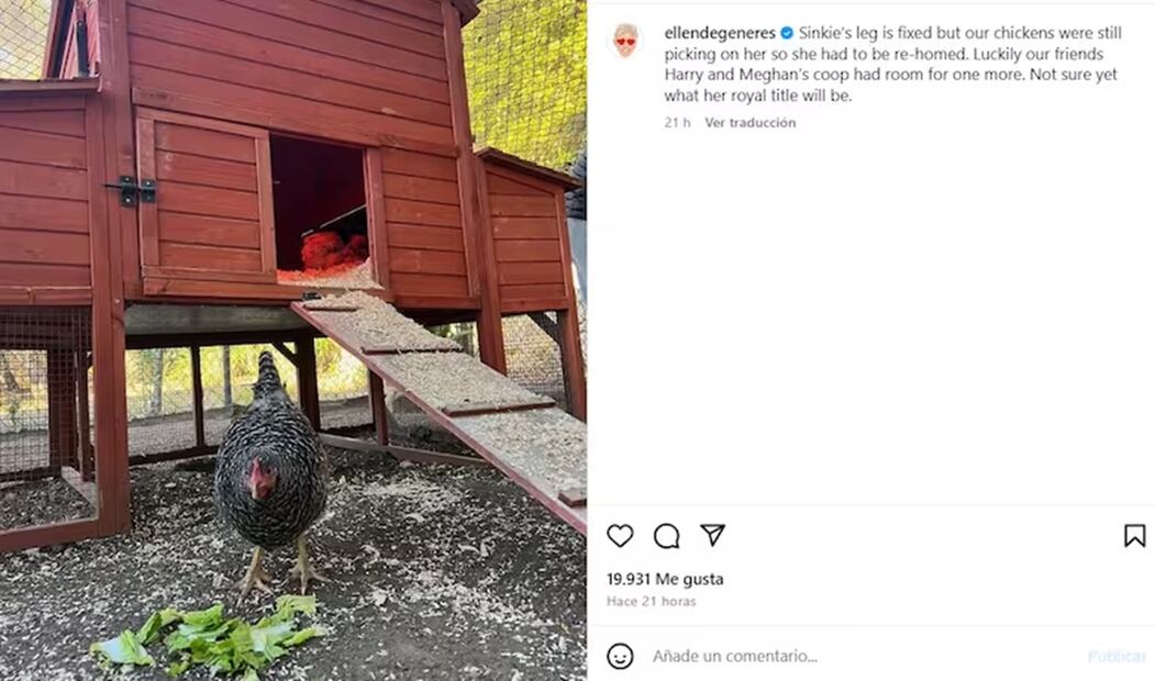 Esta es la gallina sinkie, de la conductora ellen degeneres, y quien tuvo que entregarla porque sus otras aves no la querían. FOTO: INSTAGRAM