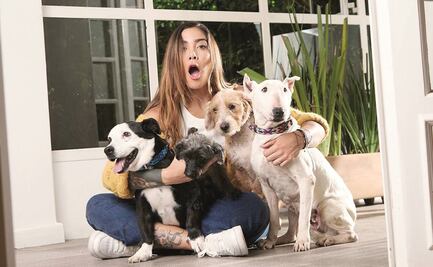 Perros rescatados llegan a streaming