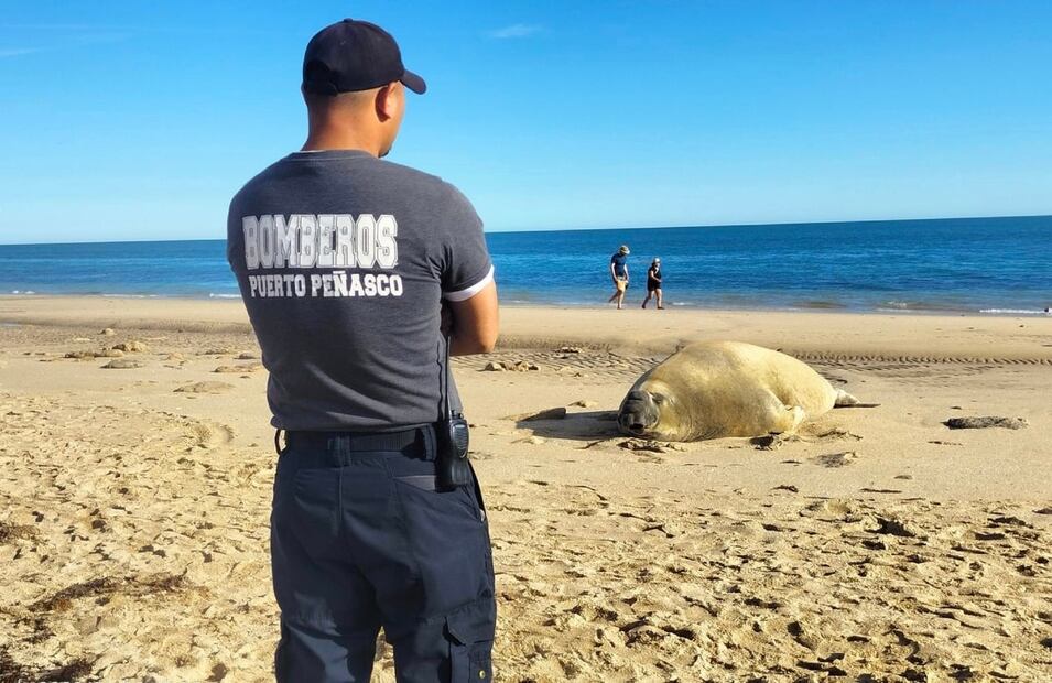 FOTO: Gobierno Puerto Peñasco