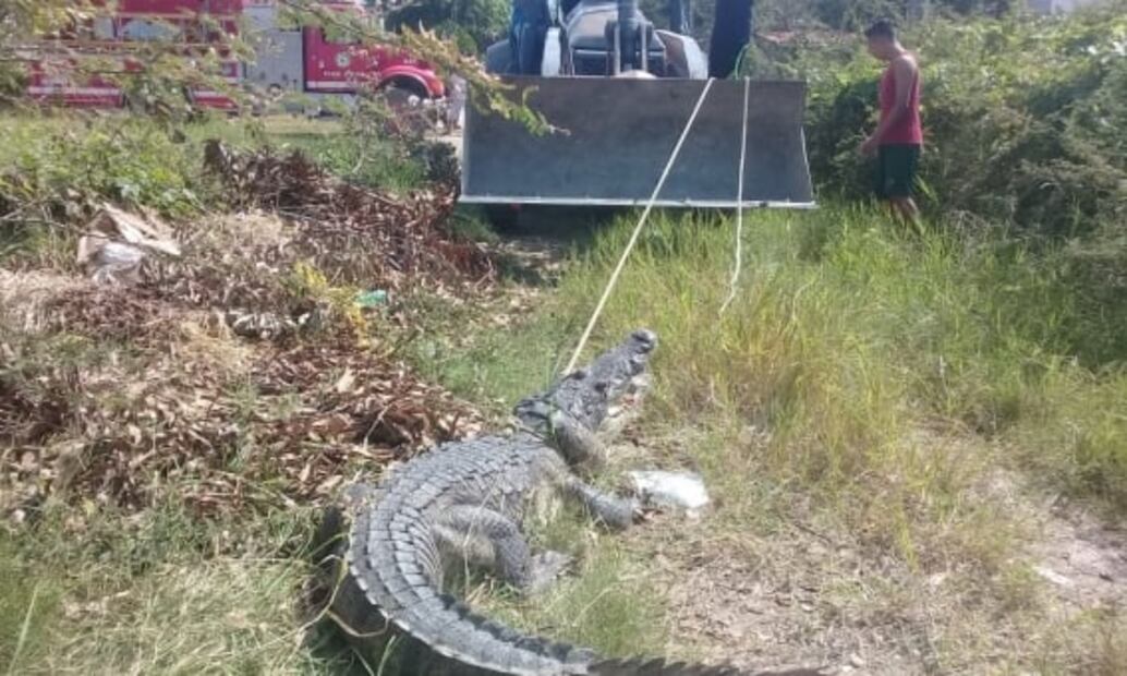 Capturan enorme cocodrilo en ejido de Altamira, Tamaulipas